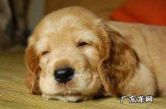 可卡狗狗图片 可卡狗的价格