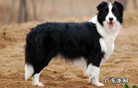 边境牧羊犬好养吗,家里能养吗? 为什么养边境牧羊犬的人少