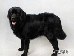 可卡犬图片价格表 幼犬 可卡犬价格多少钱一只