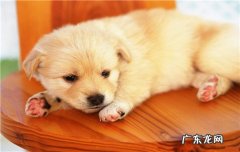 买金毛小狗的时候应该注意些什么? 买金毛犬的幼崽要注意什么