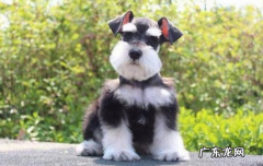 狗狗冷会有什么表现 对狗狗冷暴力有用吗