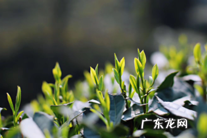 龙井茶泡几次 龙井一般泡几次