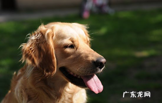 金毛犬报价 金毛猎犬价格