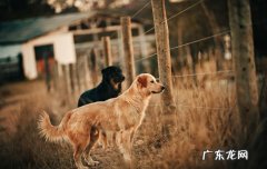 金毛猎犬多少钱一条 金毛猎犬多少钱