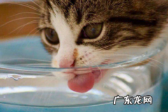 猫咪吃蜂蜜有什么坏处? 猫咪吃蜂蜜会死吗