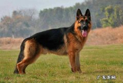 纯种德牧幼犬多少钱一只 德牧纯种价格