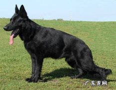 纯黑德牧多少钱一只 黑德牧价格