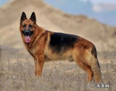 一条德牧幼犬多少钱 德牧幼犬多少钱