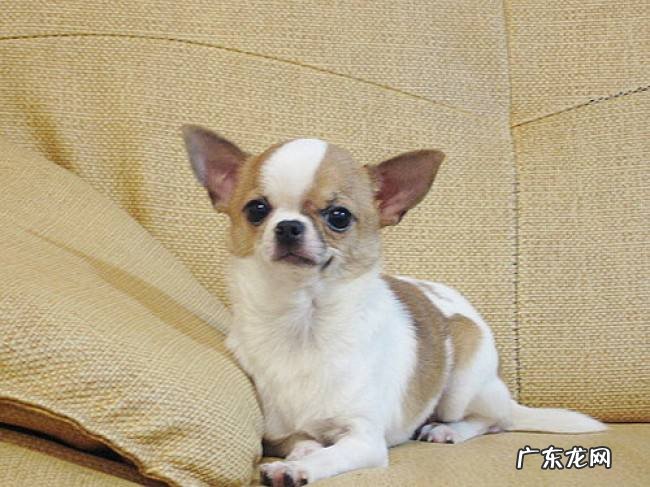 吉娃娃狗价格多少 吉娃娃狗价格
