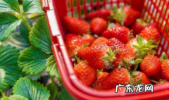 草莓坏一点还能吃吗 草莓烂掉一点还能吃吗
