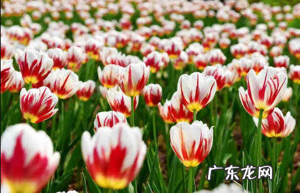 盆栽郁金香冬天管理 盆栽郁金香冬天室外能放吗