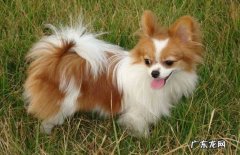 蝴蝶犬的价格 纯种蝴蝶犬价格