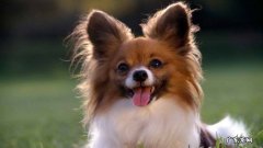 宠物狗蝴蝶犬的价格 成年蝴蝶犬价格