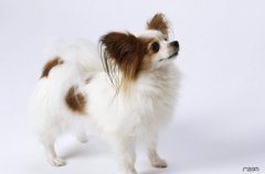 蝴蝶犬的价格 蝴蝶犬价格多少钱一只