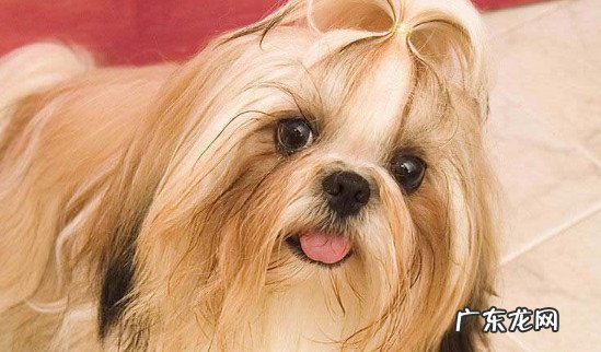 西施犬好养吗? 西施犬为什么没人养