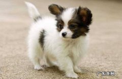 蝴蝶犬价格多少钱一只 小蝴蝶犬价格