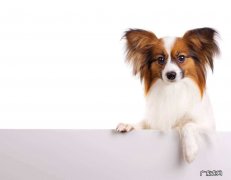 蝴蝶犬大概多少钱一只 纯种蝴蝶犬多少钱一只