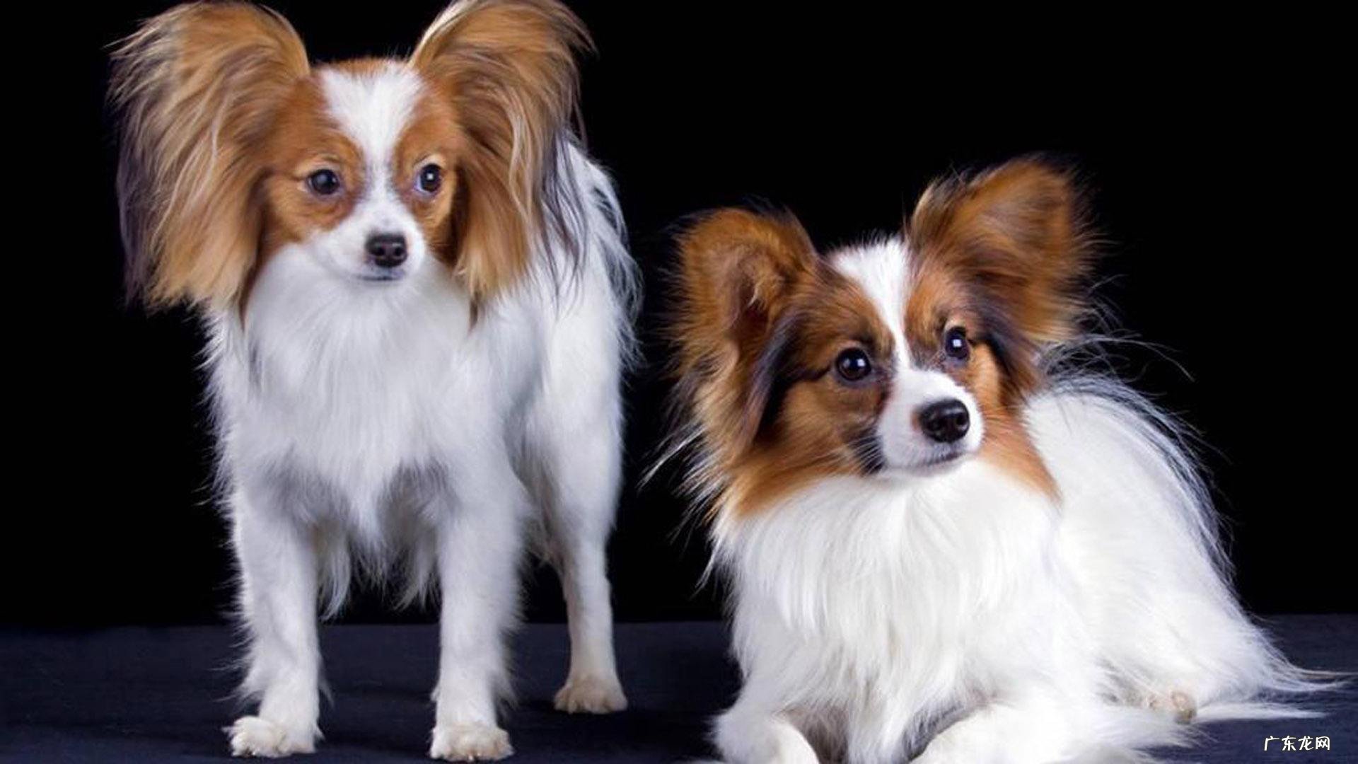 蝴蝶犬的价格行情 蝴蝶犬的价格