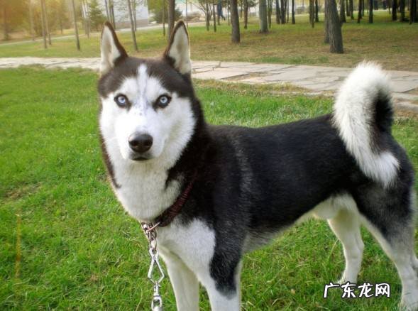纯种哈士奇多少钱一只,从这6点来看价格 哈士奇纯种价格