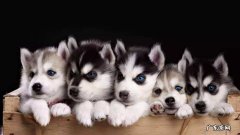 哈士奇成犬多少钱一只 一只哈士奇幼犬多少钱