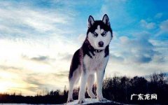 哈士奇犬多少钱一只幼崽 哈士奇幼崽多少钱