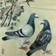 飞丢的赛鸽值钱吗 花大价钱买赛鸽天落鸟值得吗