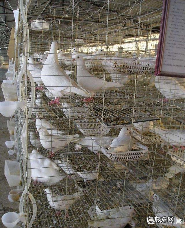 飞丢的赛鸽值钱吗 花大价钱买赛鸽天落鸟值得吗