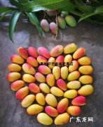 攀枝花水果有哪些水果