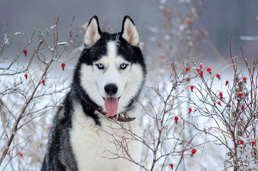 哈士奇犬价格大概多少钱一只 哈士奇犬价格