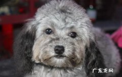 玩具型贵宾犬价格 玩具贵宾犬价格