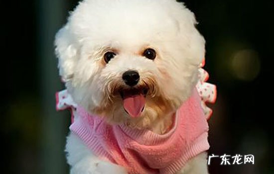 巨型贵宾犬多少钱一只,巨贵市场价格分析 巨型贵宾犬多少钱