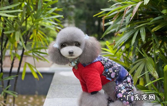 小贵宾犬价格 迷你贵宾犬价格