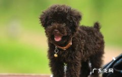 贵宾多少钱一只幼崽 贵宾多少钱一只