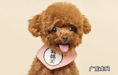 贵宾狗多少钱一只啊 贵宾狗多少钱