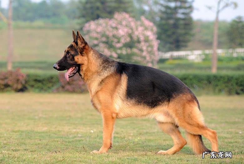 德牧幼犬多少钱 德牧狗多少钱