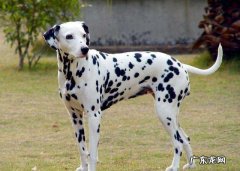 大麦犬与斑点狗的区别 大麦町斑点狗多少钱