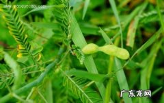 合萌的功效与作用合萌是什么
