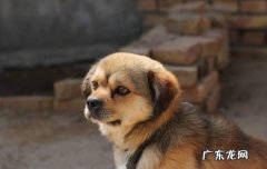 半夜狗叫扰民怎么举报 狗扰民半夜可以投诉吗