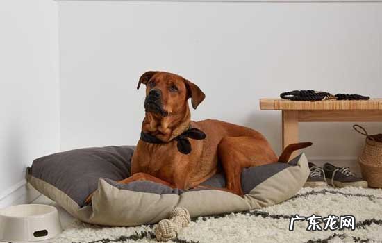 狗狗一天喂几次狗粮 狗狗一天喂几次