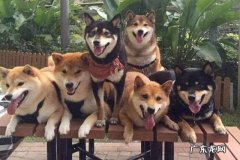 日本柴犬价格多少钱 日本柴犬价格