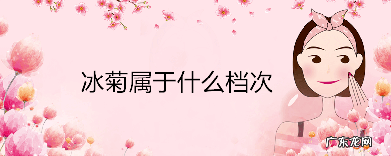 冰菊属于什么档次
