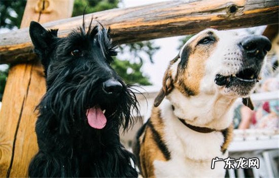 杂交宠物狗好养吗 纯种犬好还是杂交犬好
