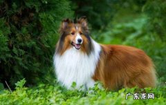狗狗接种疫苗前可以洗澡吗 狗打疫苗前可以洗澡吗