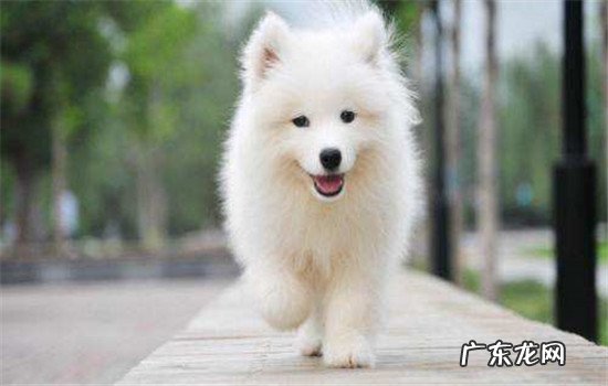 家养中型犬养哪种比较好 适合家养的三种中型犬