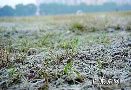 霜会打开什么种子的壳