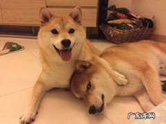 柴犬一般多少钱 一只柴犬多少钱