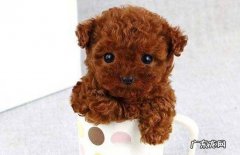 茶杯犬价格表 茶杯贵宾犬价格