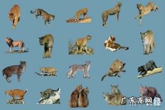 猫科动物为什么比犬科动物厉害