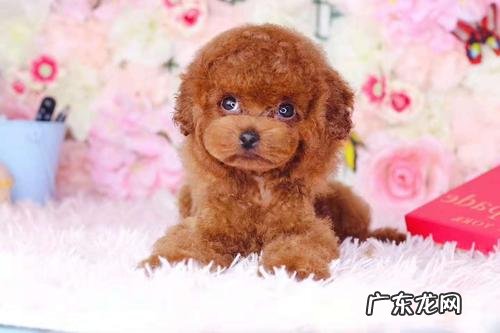 茶杯泰迪多少钱一只幼犬 茶杯泰迪多少钱