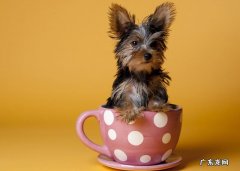 茶杯犬的价格和图片 茶杯犬的价格